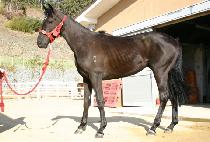 �������� (MIDEUM GADEUK) ����