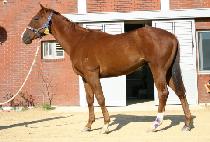 ����� (YONGOREUM) ����