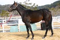 �ű⿹�� (SINGIYECHAN) ����