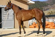 �������� (GANGSAN JIJO) ����