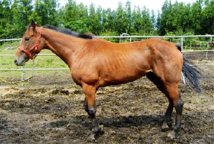 ������� ����