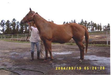 ���̿�ƽ ����