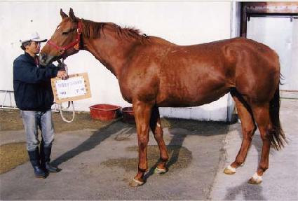 ������� ����