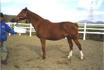 KURENAI MOYURU picture