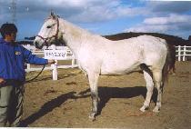 ��Ű����� (MAKINO OPAL) ����