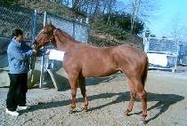 õ��ȣ�� (CHEONHA HOGEOL) ����