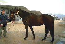 �����̾�Ʈ (NEW GIANT) ����