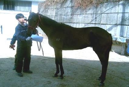 �Ʒ���Ĺ ����