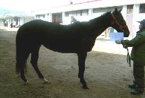 ������� (JUBILANCE) ����