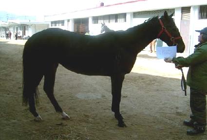 ������� ����