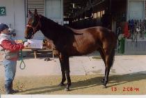 ��Ŭ���巯�� (AUCKLAND LOVE) ����