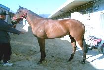 õ�ȱ��� (CHEONANGWANGMYEONG) ����