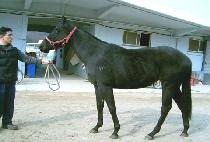 ���߸����� (CENTURY ROUND) ����