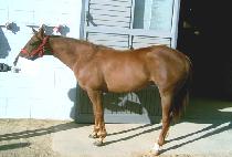 �ݼ��� (GEUMSEONGSAN) ����