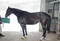 �̺�׷��� (EVENING RUSH) ����