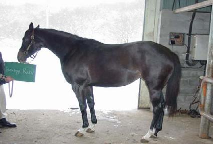 �̺�׷��� ����