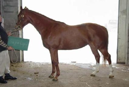 �������� ����