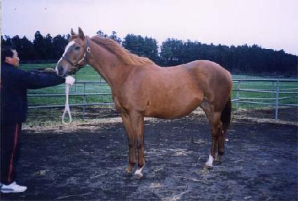 ��Ʈ���ػ��� ����