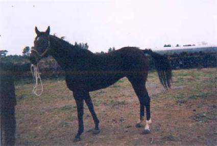 ����Ű�������� ����