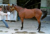 �������� (GOJINGAMRAE) ����