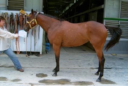 �������� ����