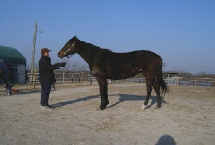 Ŀ�Ƿξ� ����