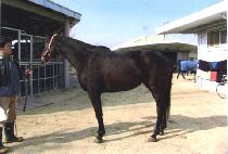 �ֻ� (CHOESANG) ����