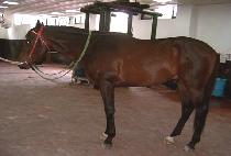 ���� (MOONER) ����