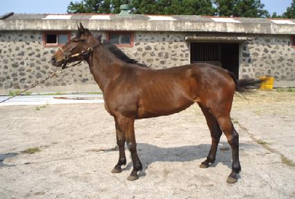 �����Ǻ� ����