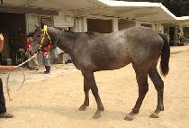 �׷��̿��� (GREY WARD) ����