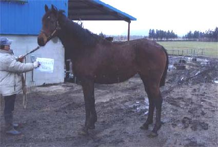 �κ��������÷��� ����