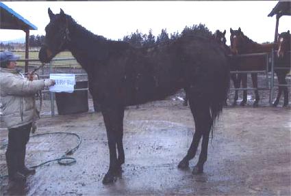 �ʷ���ũ ����