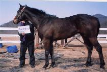 ��������̾� (JUDGE BRIAN) ����