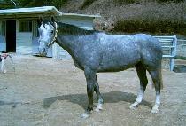 ��ī (EUKA) ����