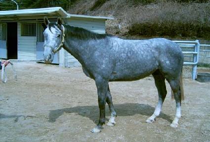 ��ī ����