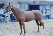 �����̽� (SUN VICE) ����