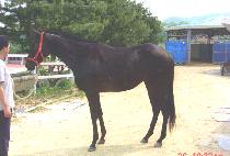 �����̾Ʈ�տ� (BLENDMEASTRONGONE) ����