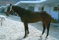 �����Ź��� (SELF GOVERNING) ����