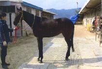 ����ź�� (MANHATTAN DOLL) ����