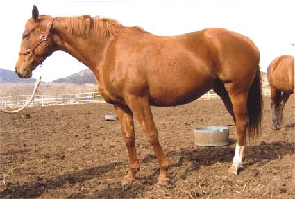 �����׸��� ����