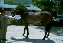 Ƽ��Ƽ�� (TIZZY TIFF) ����