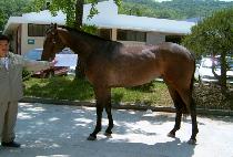 �����̵� (FAIRY LADY) ����