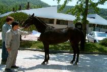 ������ (LIL�� ROSE) ����