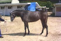 ���Ҿ�극�̽� (PHANTOM OF RACE) ����