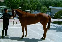 ��Ƽ���з��� (CONTINENTAL RAMBLE) ����