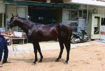 ������ (MAGE) ����