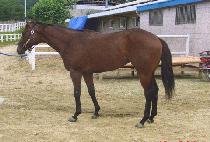 ŷ��������� (KING OF THE RIDGE) ����