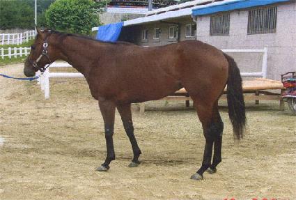 ŷ��������� ����