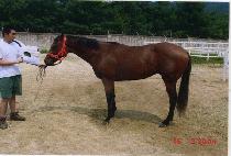 �ҵ�ŷ (SWORD KING) ����