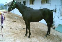 ����� (MS. VEDETTE) ����